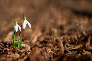 Two snowdrops on brown last year's foliage bokeh background