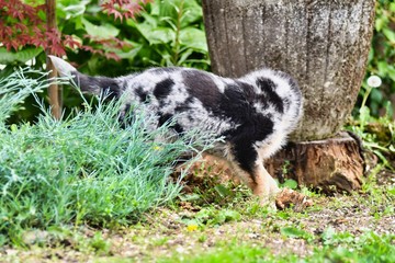 cat in garden, photo as a background , australian german shepard sheperd dog