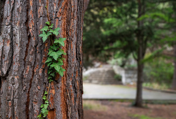 Green ivy sprout on the trunk of a pine tree in the old park with bokeh background
