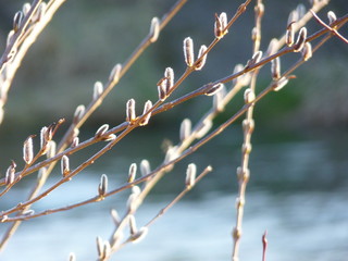 Blooming willow Salix sp. catkins blooming in spring