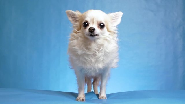 joyful, satisfied and happy white fluffy Chihuahua dog wags tail and moves his ears isolated on blue background, 4k