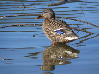 Female mallard duck Anas platyrhynchos standing in the water