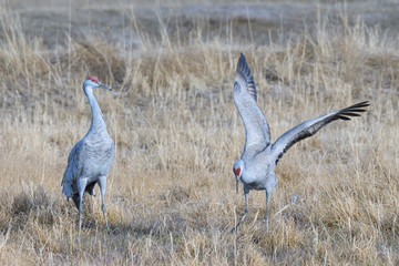 Migrating Greater Sandhill Cranes in Monte Vista, Colorado