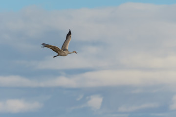 Migrating Greater Sandhill Cranes in Monte Vista, Colorado