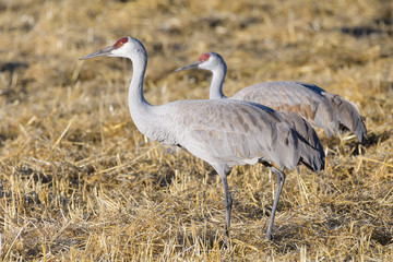 Fototapeta premium Migrating Greater Sandhill Cranes in Monte Vista, Colorado