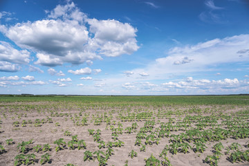 Planted crop farm field. The fertile land of the agricultural sector. food on black soil in the...