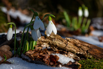 Snowdrops on a blurred spring forest with remnants of snow background