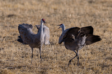 Migrating Greater Sandhill Cranes in Monte Vista, Colorado