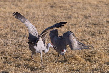 Migrating Greater Sandhill Cranes in Monte Vista, Colorado