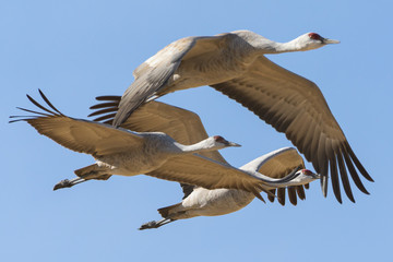 Fototapeta na wymiar Migrating Greater Sandhill Cranes in Monte Vista, Colorado