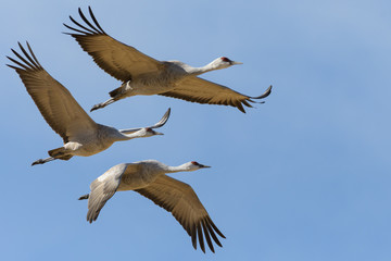 Migrating Greater Sandhill Cranes in Monte Vista, Colorado