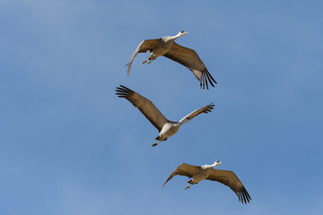 Migrating Greater Sandhill Cranes in Monte Vista, Colorado