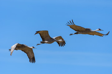 Migrating Greater Sandhill Cranes in Monte Vista, Colorado