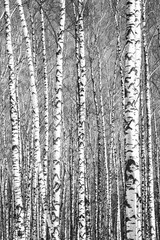 Spring trunks of birch trees in sunny weather black and white