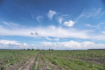Planted crop farm field. The fertile land of the agricultural sector. food on black soil in the...