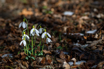 A bunch of snowdrops on a natural early spring background