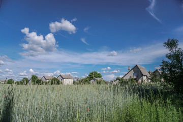 Sown farm field with wheat and cereal. Spikelets of barley and oats. Agricultural garden with bread for food. Industrial stock theme