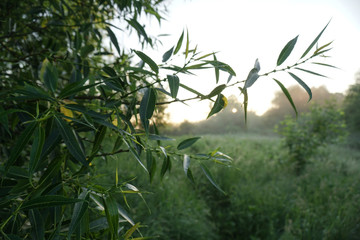 Beautiful morning landscape in light fog and the sun. A tree branch glows in the evening. Stock nature background for design.