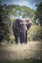 Obraz premium African Elephant looking ominous