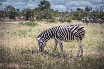 Fototapeta na wymiar Zebra grazing