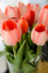 beautiful bouquet of red tulips