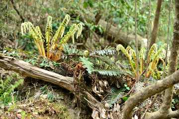 小網代の森　神奈川県三浦市三崎町小網代の風景
