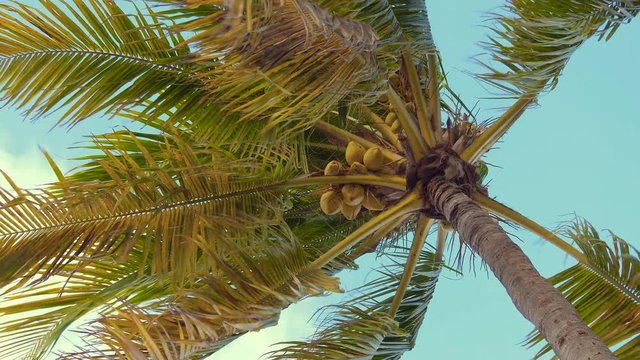 Coconut trees or palm tree. Scenic view tall coconut palm tree with sun light when looking up blue sky. Looking up at Palm Trees on the beach. Tropical scene. Bottom view of a coconut bunch, close up.