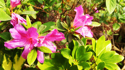 Yingshan red flowers bloom very beautiful in spring