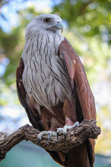 Red eagle stand up on strick wood in nature at thailand