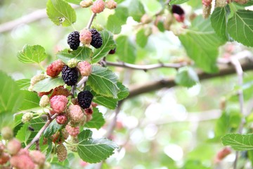 ripening mulberry berries. Mulberry, nature background.