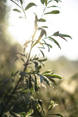 Beautiful morning landscape in light fog and the sun. A tree branch glows in the evening. Stock nature background for design.