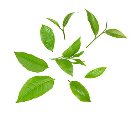 set fresh green tea leaf isolated on white background