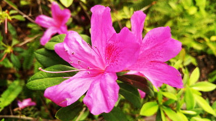 Yingshan red flowers bloom very beautiful in spring