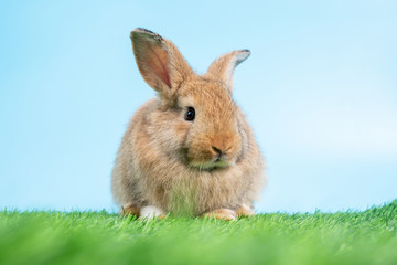 Furry and fluffy cute Black rabbit is Standing on two legs on Green grass and blue background and cleaning the front legs. Concept of rodent pet and easter.