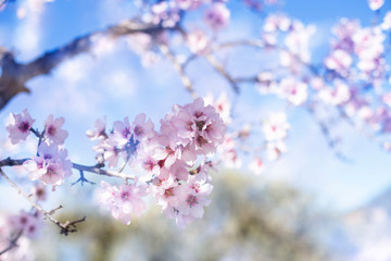 Spring blossom background. Beautiful nature scene with blooming tree on sunny day. Spring flowers. Beautiful orchard in Springtime. Abstract background.