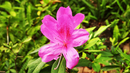 Yingshan red flowers bloom very beautiful in spring