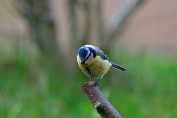 Blaumeise im Frühjahr	
