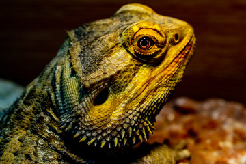 Bearded Dragon looking out of his terrarium, yellow and green coloured beardy lizard, adult male smiling bearded dragon also known as pogona