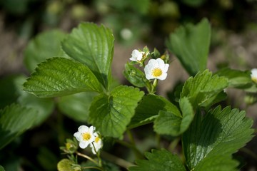 Spring in the garden