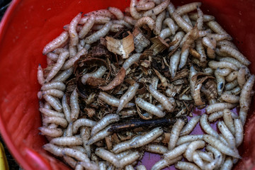 Maggots for the fisherman in boxes on the grass and twigs near the river. White worms in a jar....