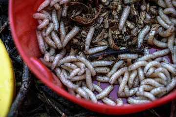 Maggots for the fisherman in boxes on the grass and twigs near the river. White worms in a jar. Food for fish and river animals. Background for fishing