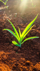 Corn seedlings with sunlight Thailand