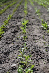 Planted crop farm field. The fertile land of the agricultural sector. food on black soil in the garden. Industrial stock theme