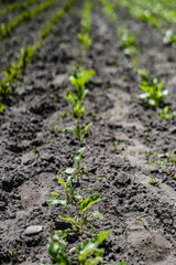 Planted crop farm field. The fertile land of the agricultural sector. food on black soil in the garden. Industrial stock theme