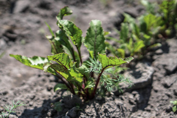 Planted crop farm field. The fertile land of the agricultural sector. food on black soil in the...