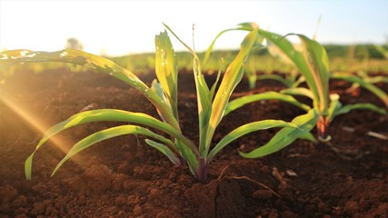 Fungal corn seedlings 5 weeks old Corn pests