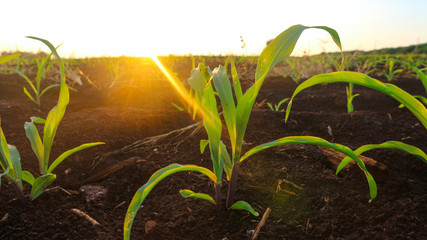 Fungal corn seedlings 5 weeks old Corn pests