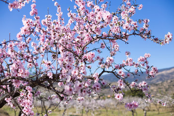 Flowering almond trees in the mountains in the sunshine in Spain.