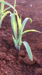 Corn seedlings with sunlight Thailand