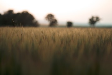 Obraz premium Spring in the garden